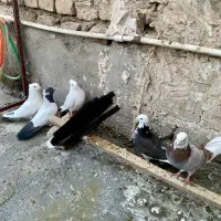 سلام فروش به صورت بکجایی ۵ عدد