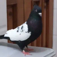 کبوترشهری بهبونی