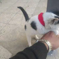 گربه بسیار باهوش