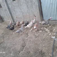 بوقلمون|حیوانات مزرعه|خنجین, |دیوار