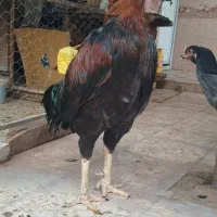 مرغ و خروس لاری