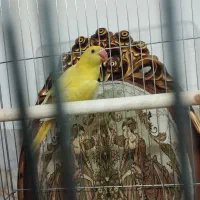 طوطی ملنگو زرد ویولت ماده راهب کاسکو گرینچیک جوجه