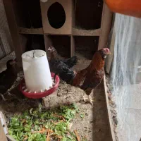 مرغ وخروس با قفس|حیوانات مزرعه|اسلام‌شهر, شهرک صنعتی چیچکلو|دیوار