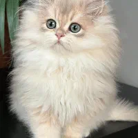 بریتیش لانگ hair|گربه|تهران, زعفرانیه|دیوار