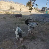 نیمچه برهما لایت|حیوانات مزرعه|کرمانشاه, |دیوار