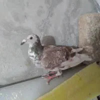 کبوتر آلمان|پرنده|نیشابور, بنیاد شهید|دیوار