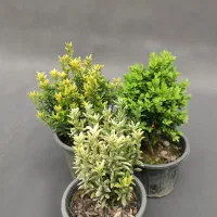 رایگان / طراحی و کاشت باغچه، فقط همین هفته|خدمات باغبانی و درختکاری|تهران, صادقیه|دیوار