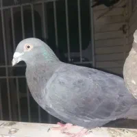 سیاه پلاکی|پرنده|شیراز, زیباشهر|دیوار