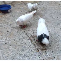 طوقی|پرنده|سرپل ذهاب, |دیوار