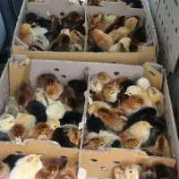 جوجه یکروزه