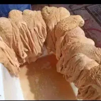سیرابی گوسفندی گوساله کیلویی۳۵۰