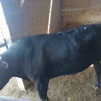 کوساله نر پرواری دورگ محلی