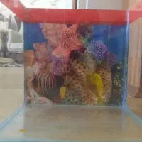 آکواریوم شیشه خم|ماهی|تبریز, |دیوار