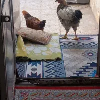 مرغوخروس