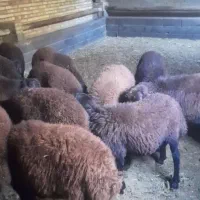 بره نر گوشتی