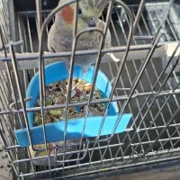 عروس هلندی|پرنده|ایلام, |دیوار