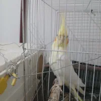 عروس هلندی ماده