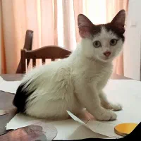 واگذاری بچه گربه نر|گربه|رشت, رشتیان|دیوار