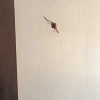 برقکار ساختمان|خدمات پیشه و مهارت|میناب, |دیوار