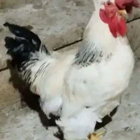 ی عدد خروس سفید محلی