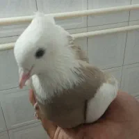کفتر طوقی|پرنده|اصفهان, شفق|دیوار