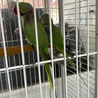 شاه طوطی|پرنده|رشت, گلسار|دیوار