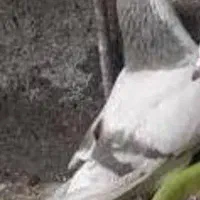 کبوتر دمگیر