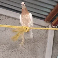 6 عدد کبوتر
