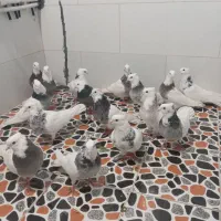 واگذاری پرنده اصل و نسب دار|پرنده|کوهدشت, |دیوار