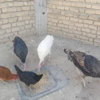 بوقلمون محلی