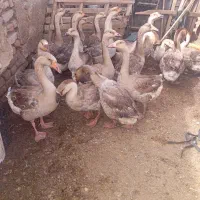 قو غاز اوکراینی و جوجه بوقلمون