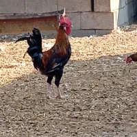 خروس و شاخدار|حیوانات مزرعه|چمران, |دیوار