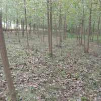 زمین باغی