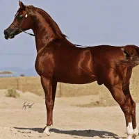 نریان یک سر عرب مدارک دار