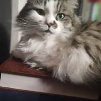 گربه گمشده مو بلند