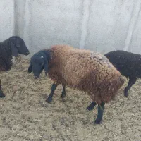 بره|حیوانات مزرعه|رباط‌کریم, منجیل آباد|دیوار