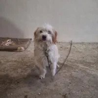 سگ پاکوتاه|سگ|اردبیل, |دیوار