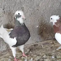 کبوتر|پرنده|ابهر, |دیوار