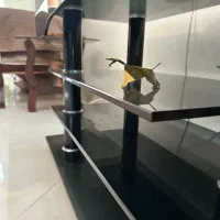 میز تلویزیون|میز تلویزیون|بجنورد, |دیوار