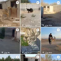 پیج اینستاگرام مناسب پرورش سگ