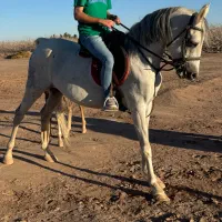 اسب مادیان فروشی|اسب و تجهیزات اسب‌سواری|رفسنجان, |دیوار