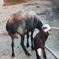 گوسفند ور مار و نر شال تخمی