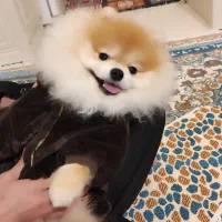 سگ پامرانین