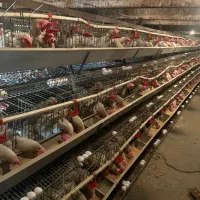 اجاره ی مرغداری تخم گذار