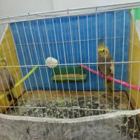 عروس هلندی جفت معاوضه با مرغ عشق جفت