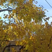 خانه باغ در دهبکری