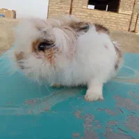 خرگوش  لوپ|موش و خرگوش|تربت جام, شهرک آزادگان|دیوار