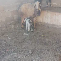 بره سبک ترکی و میش بره دار نر|حیوانات مزرعه|شیراز, بید زرد|دیوار