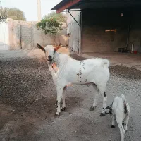 نری وبزداشتی صلاله