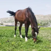 کره اسب یک سال و نیم دره شوری اصیل